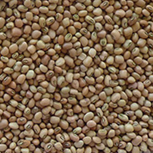 Brown Beans (CowPeas)