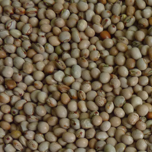 White Pigeon Peas